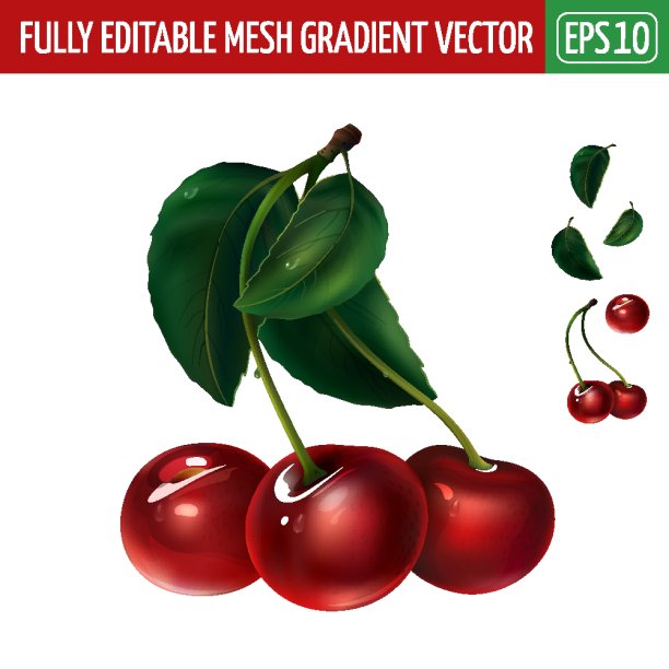 白色背景上的樱桃。矢量图图片下载