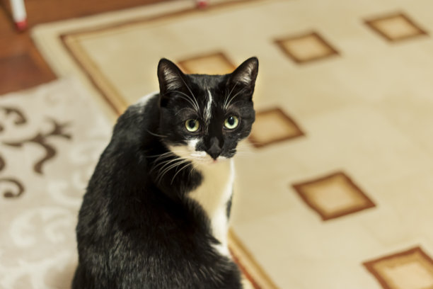 黑白相间的家养宠物猫图片下载