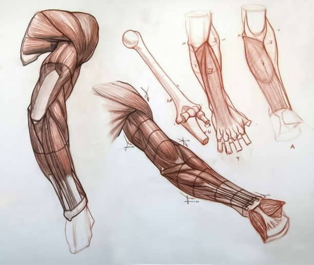 教程绘制肌肉和骨骼的人。人体解剖学。身体部分在绘图。图片下载