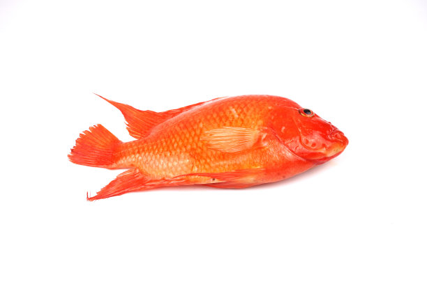 橙色鹦鹉鱼图片下载