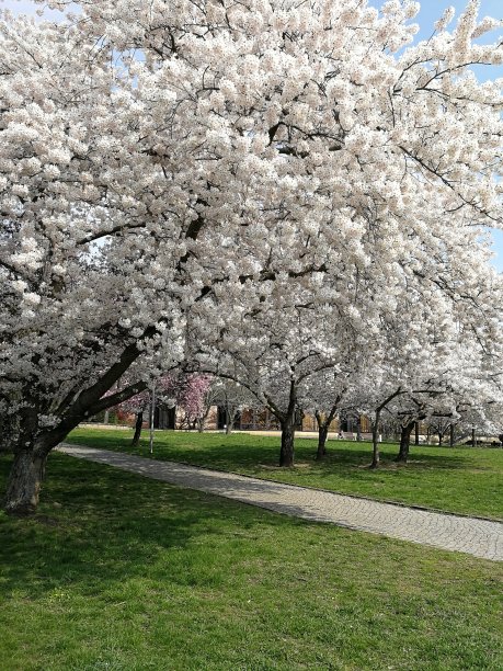 盛开的树，春天的花，白色的花，开花图片下载
