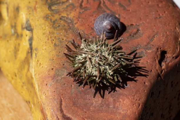 大小装饰图案图片下载