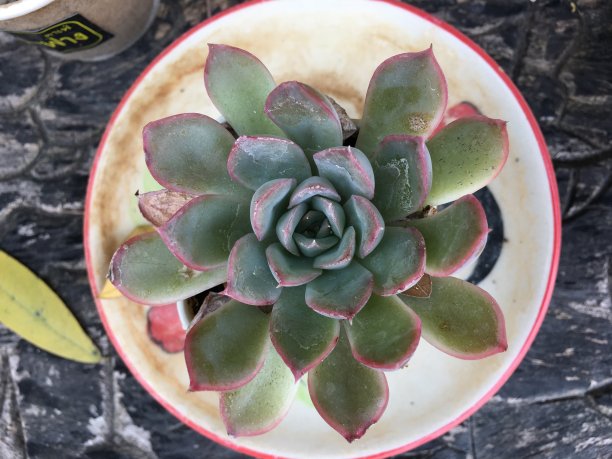 树在一个小盆图片下载