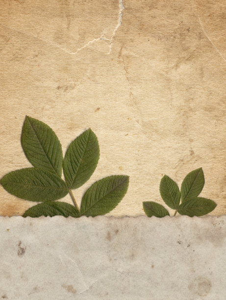 带有干燥植物的老式纸纹理图片下载