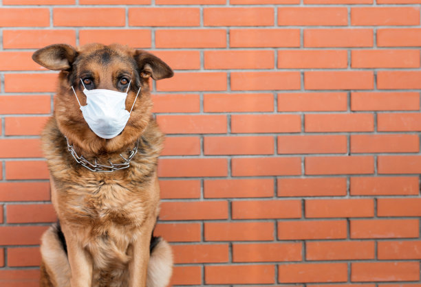 德国牧羊犬戴医用口罩隔离冠状病毒。动物感染的概念。被检疫的动物图片下载