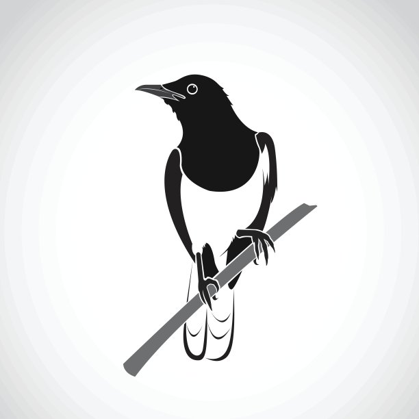 矢量的鸟在白色的背景。东方喜鹊罗宾图片下载