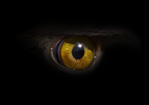 鹰眼宏图片下载