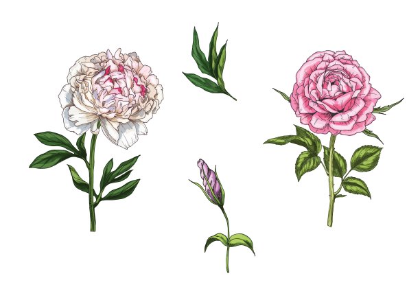以玫瑰、牡丹花为花色，叶、芽、茎独立于白色背景上。植物矢量图图片下载