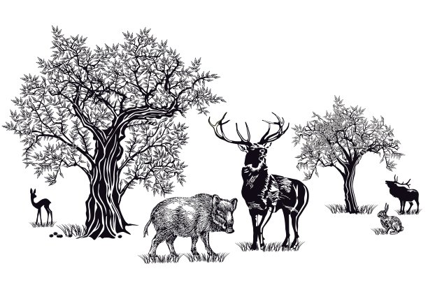 鹿和野猪图片下载