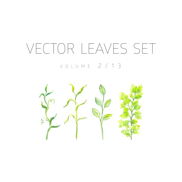 明亮的水彩集矢量叶图片下载
