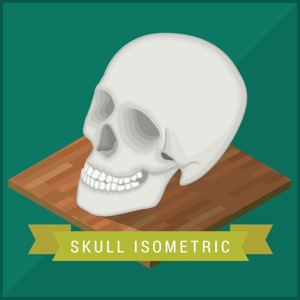 人类颅骨等距平坦。头盖骨图片下载