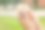 金色毛茸茸的叙利亚仓鼠在女孩的手中，绿色的草坪背景素材图片