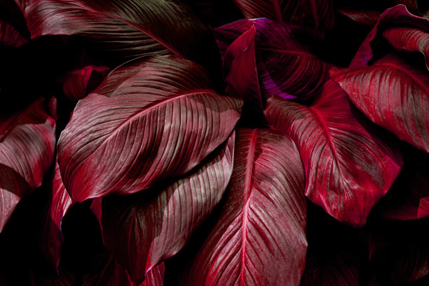 Spathiphyllum cannifolium叶子，抽象紫色纹理，自然背景图片下载