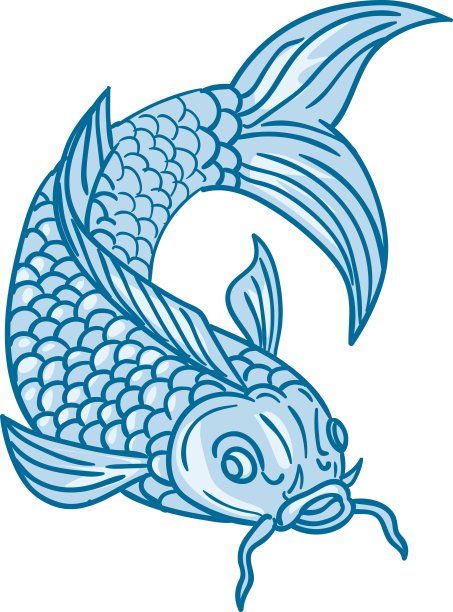 锦鲤Nishikigoi鲤鱼潜水向下绘图图片下载