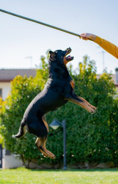 罗特韦尔犬图片下载