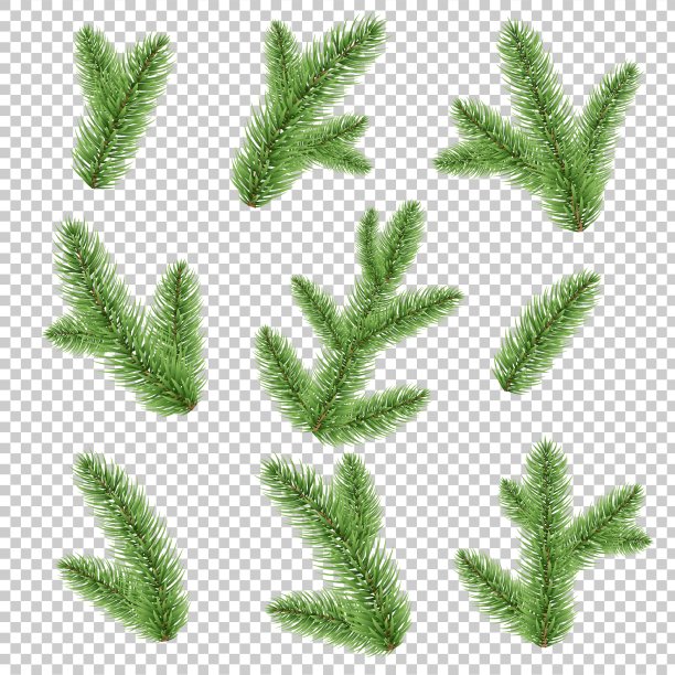 冷杉树枝孤立透明背景图片下载