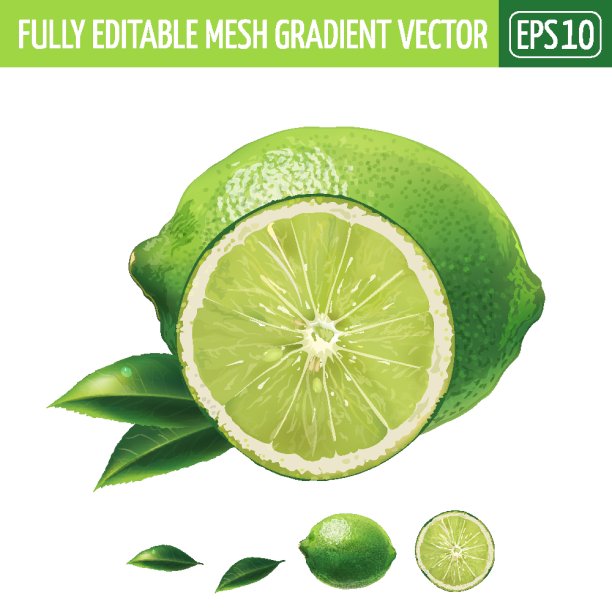 白色背景上的石灰。矢量图图片下载