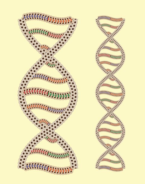 Vector DNA作为希腊装饰(快速编辑后无缝)图片下载