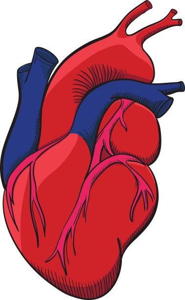 人类心脏插图。图片下载