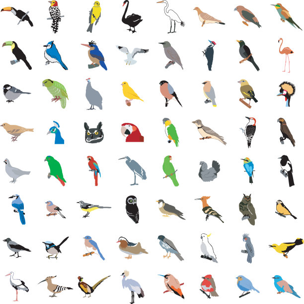 一大堆不同的鸟图片下载