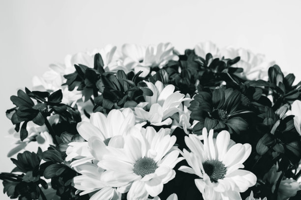 黑色和白色的菊花聚成一大束图片下载