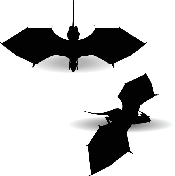 白底龙图片下载