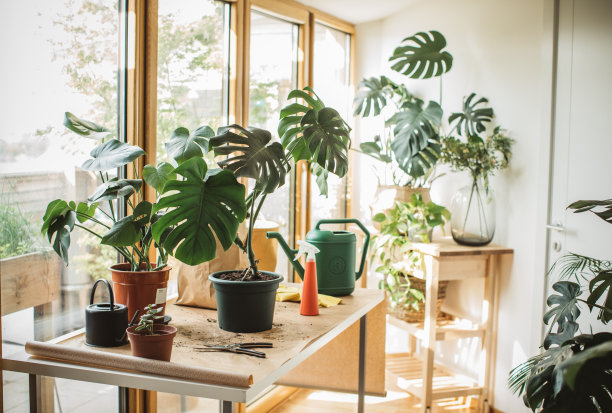 家花园图片下载