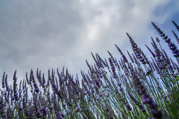 从新西兰瓦纳卡到皇后镇的6号州高速公路上的水果农场图片下载