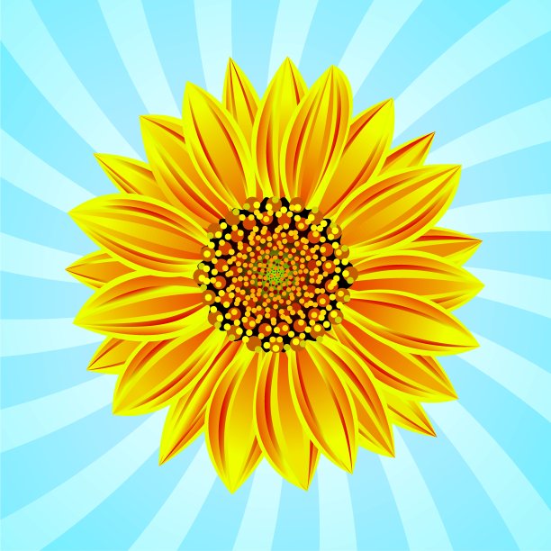 向量向日葵图片下载