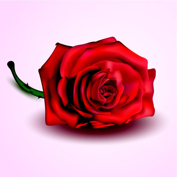 红玫瑰孤立在白色和粉红色的背景上图片下载