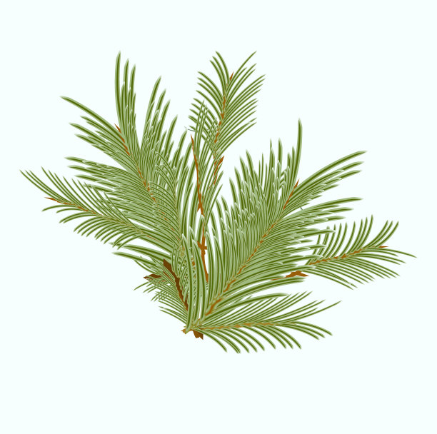 翠绿的杉树枝头洒满阳光图片下载