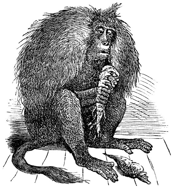 Gelada或Theropithecus Gelada复古雕刻图片下载