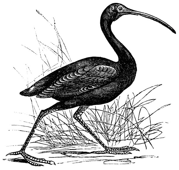 猩红朱鹭或Eudocimus橡胶复古雕刻图片下载