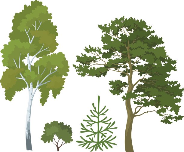 森林植物组图片下载