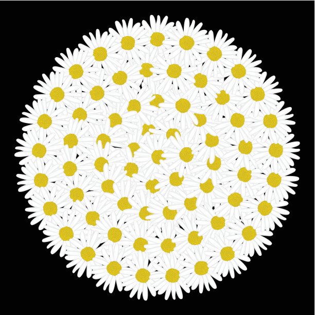 白色圆形框状雏菊花图片下载