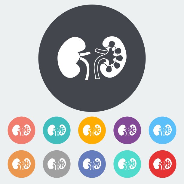 人类肾脏。图片下载