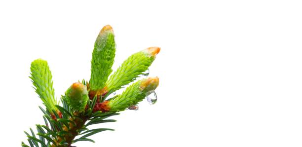 云杉的幼枝在滴滴春雨中孤立在白色的背景上，微距拍摄带有复制空间图片下载