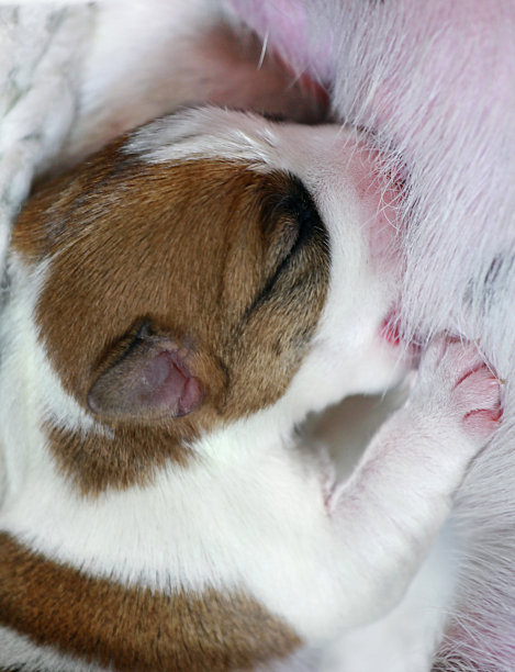 小狗杰克罗素梗和妈妈在一起，图片下载