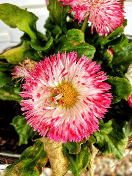 房子前面的花图片下载