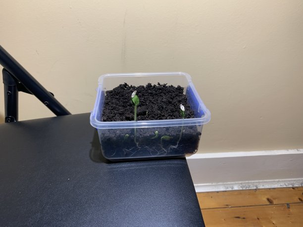 Time Lapse 2相机设置拍摄植物从种子发芽到长成黄瓜和花卉植物的照片图片下载