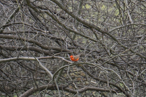 多支树枝一只鸟图片下载