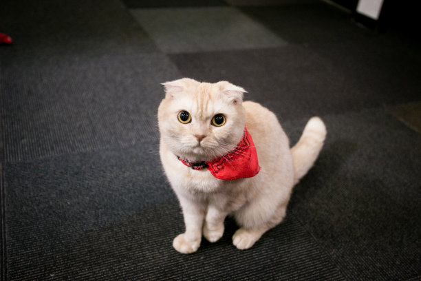 日本东京的猫——可爱的小猫图片下载