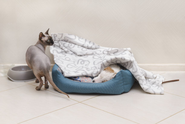 一只秃头猫站在地板上，旁边是一只正在睡觉的小狗图片下载