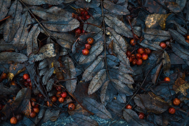 秋叶图案，古典单色忧郁深色艺术花照片图片下载