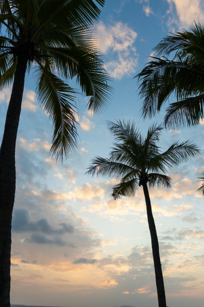 椰子树图片下载