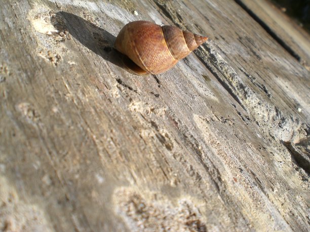蜗牛图片下载