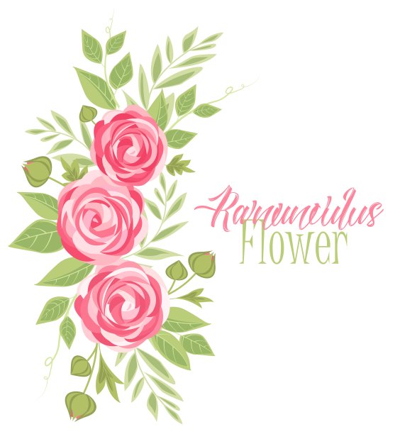 向量毛茛属植物花图片下载