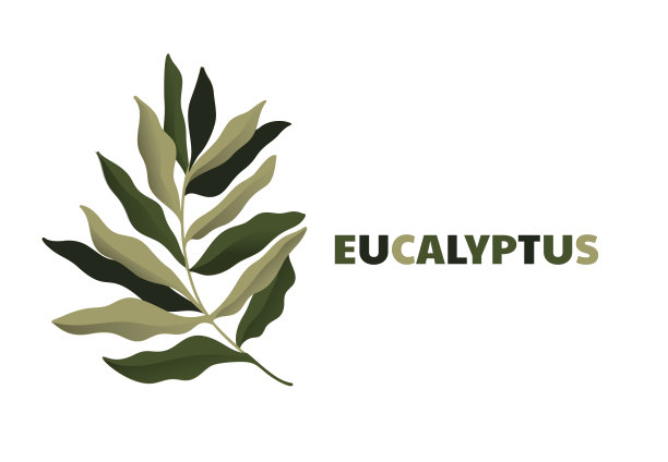 桉树银元早午餐。美丽的装饰桉树天然树叶。图片下载