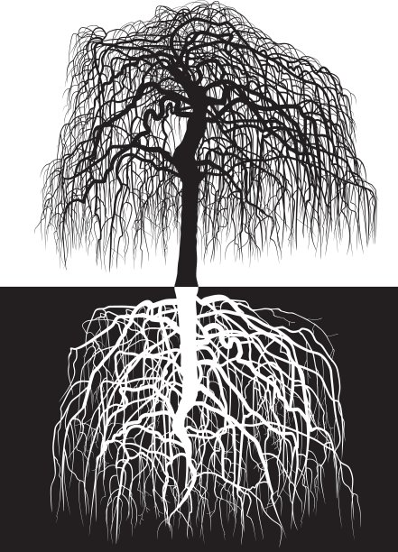 紫藤树连同根图片下载