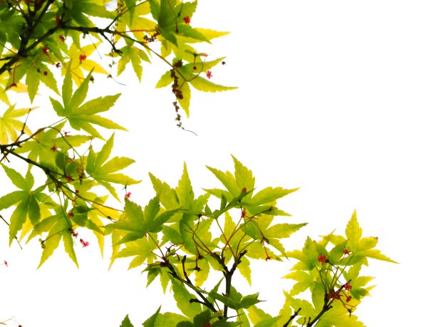 春天枫图片下载